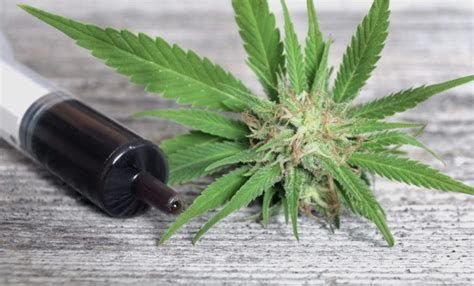 difference between RSO and CBD oil (the RSO)